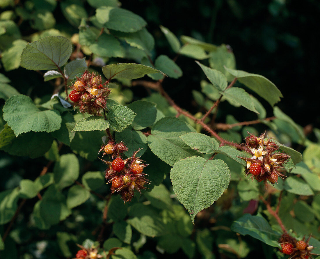 Rubus phoeniculasis (Japanese grape)