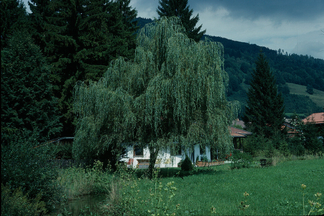 Salix alba 'Tristis'