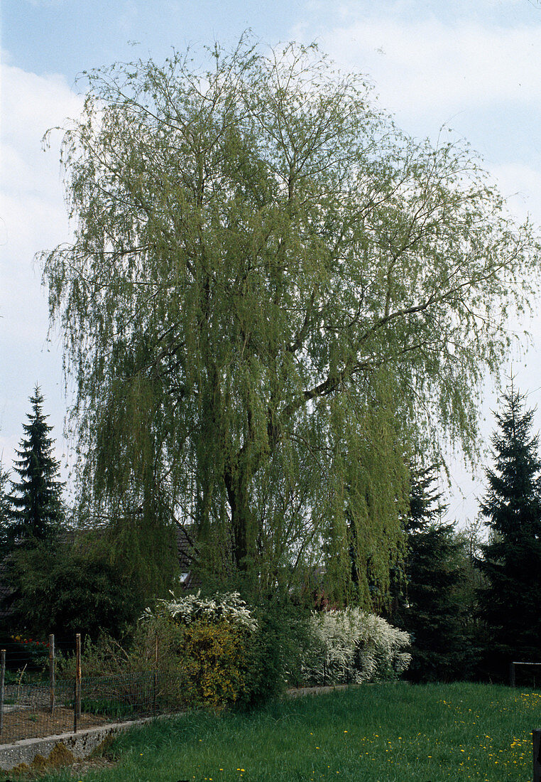 Salix Alba 'Tristis'