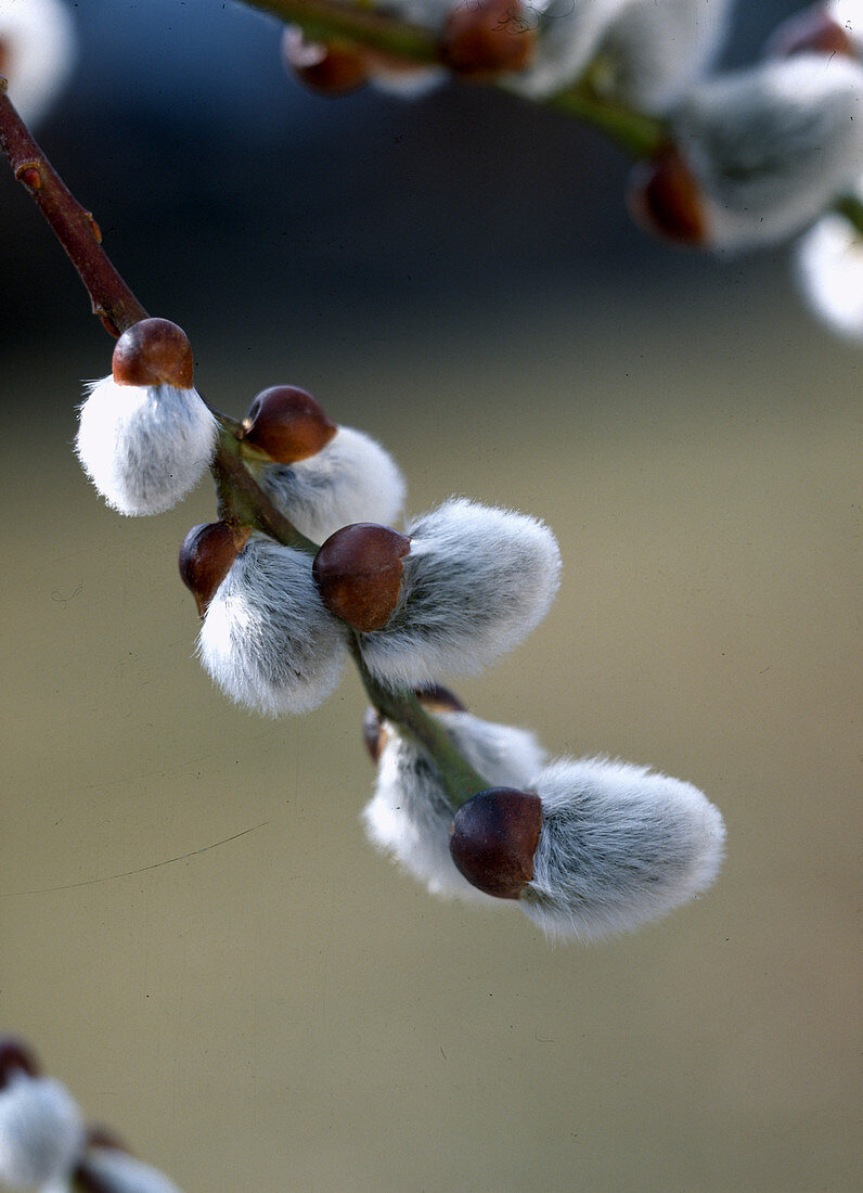 Salix Caprea 'Pendula'