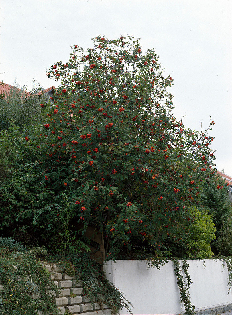 Sorbus aucuparia