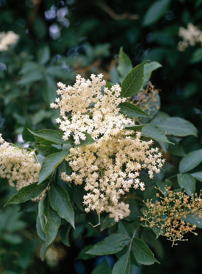 Sambucus nigra