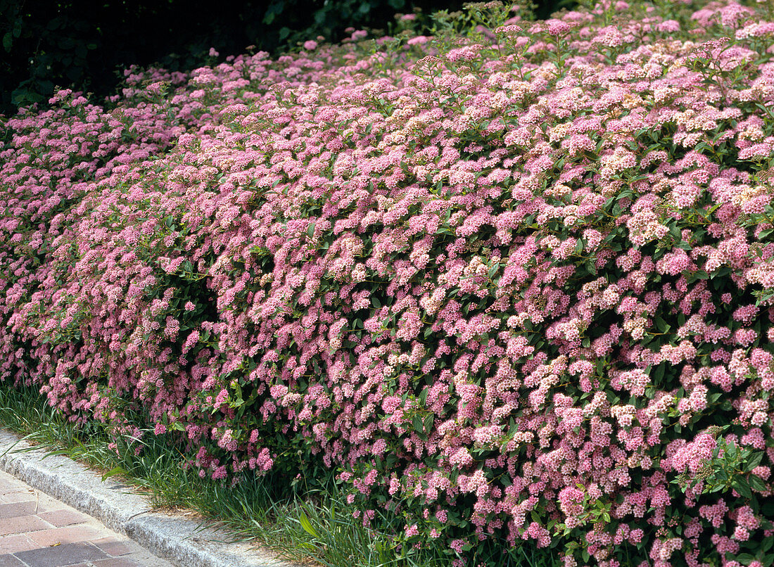 Spiraea japonica 'Little Princess'