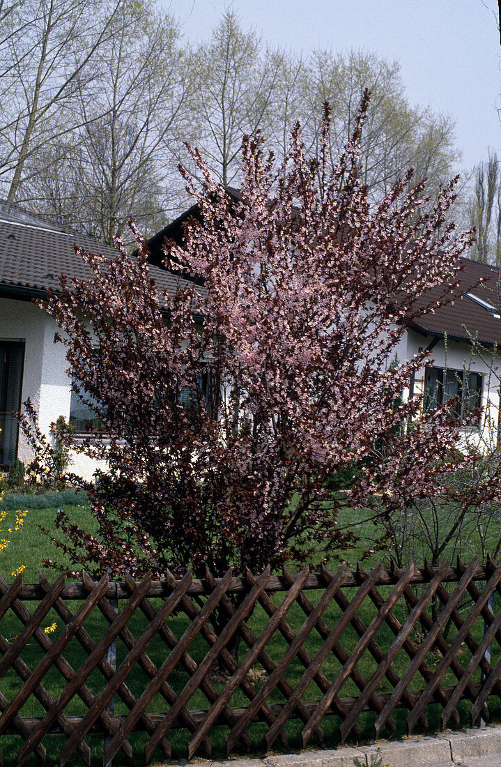 Prunus cerasifera nigra (Blood plum)