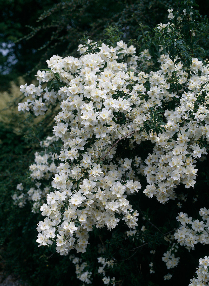 Philadelphus x inodorus var.