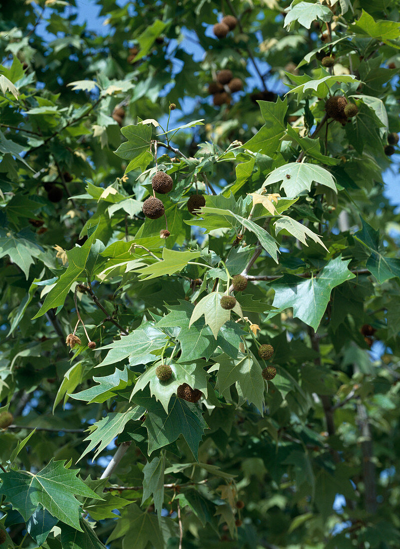 Platanus x Acerifolia