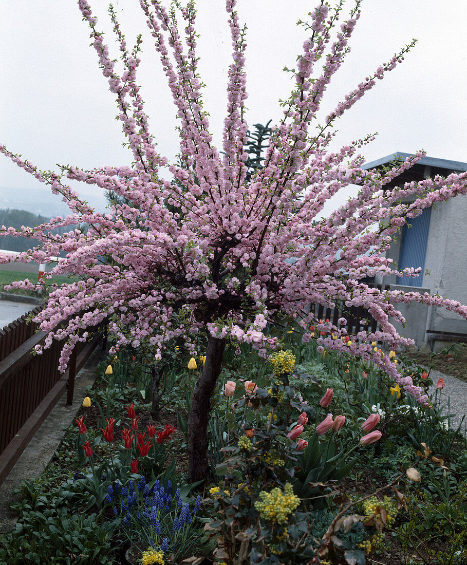 Prunus triloba