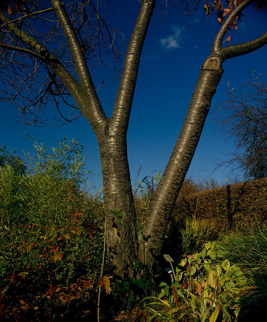 Prunus sargentii