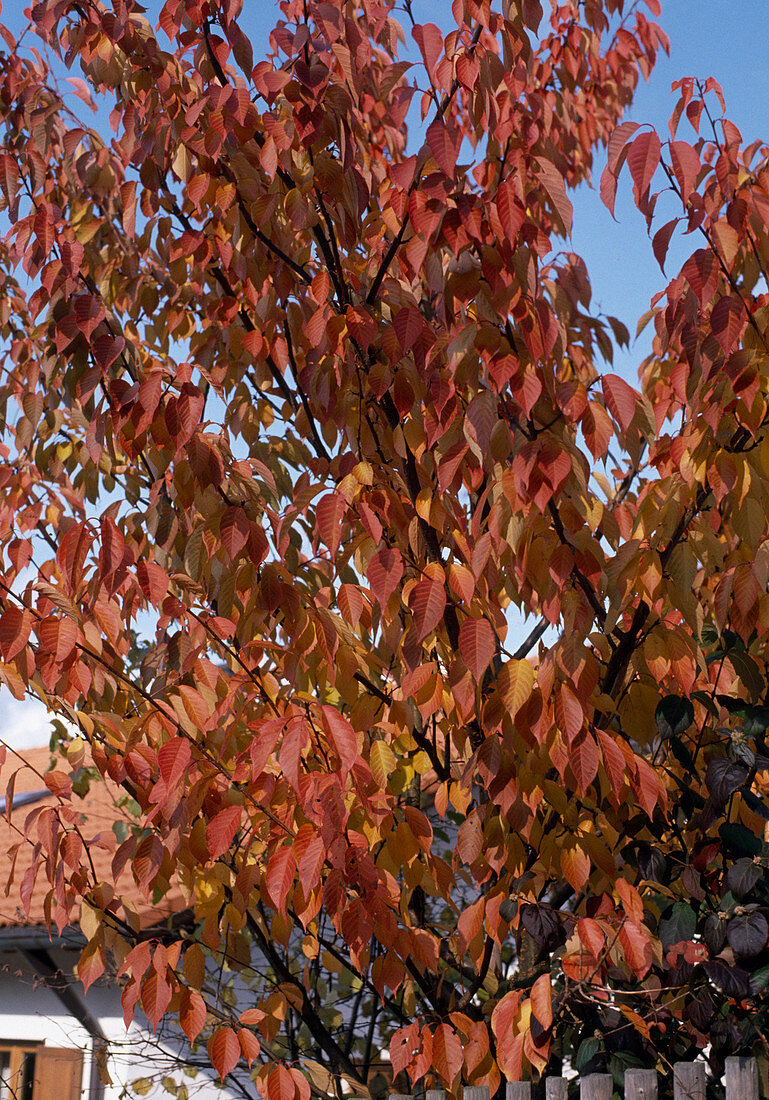 Prunus padus (Sessile Cherry) house tree in autumn