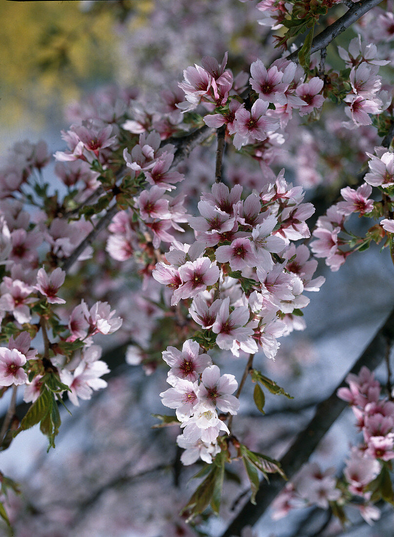 Prunus serrulata 'Tai Haku'