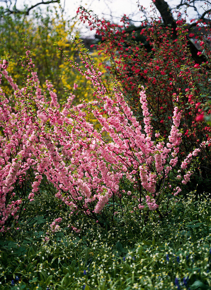 Prunus triloba