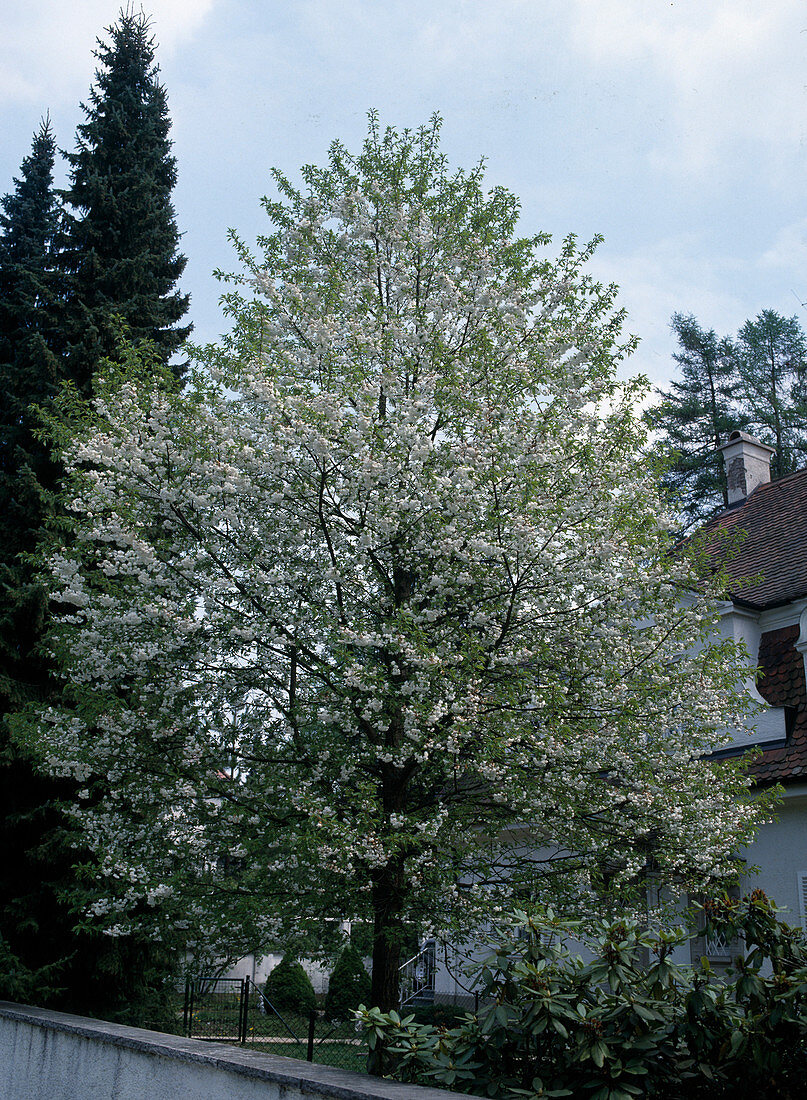 Prunus Avium 'Plena'