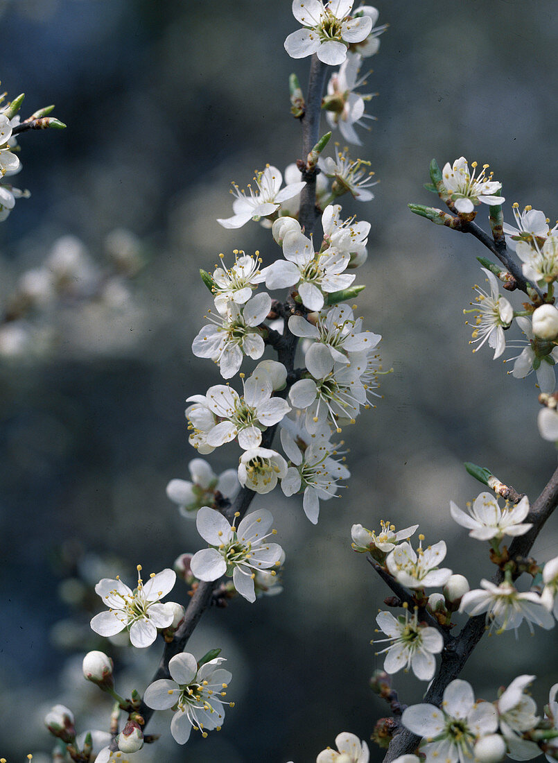 Prunus spinosa