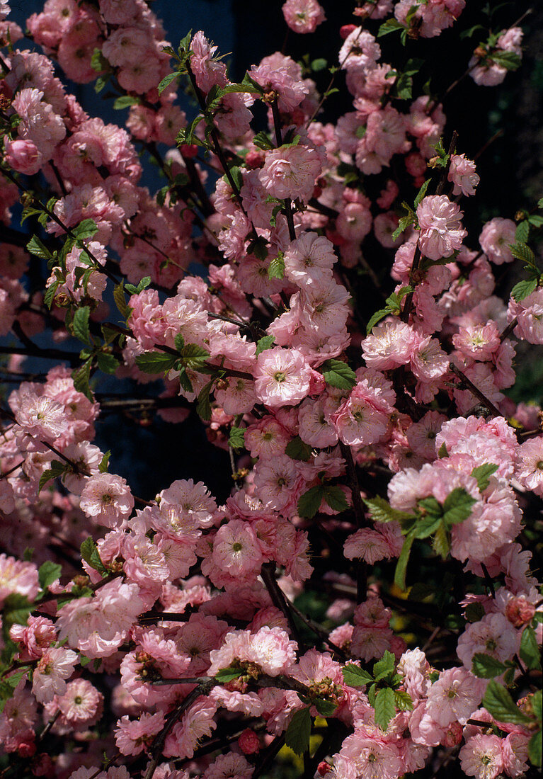 Prunus triloba