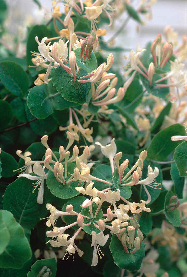 Lonicera caprifolum (true honeysuckle)