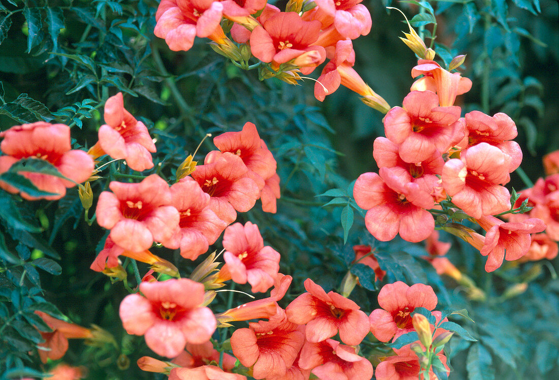 Campsis radicans