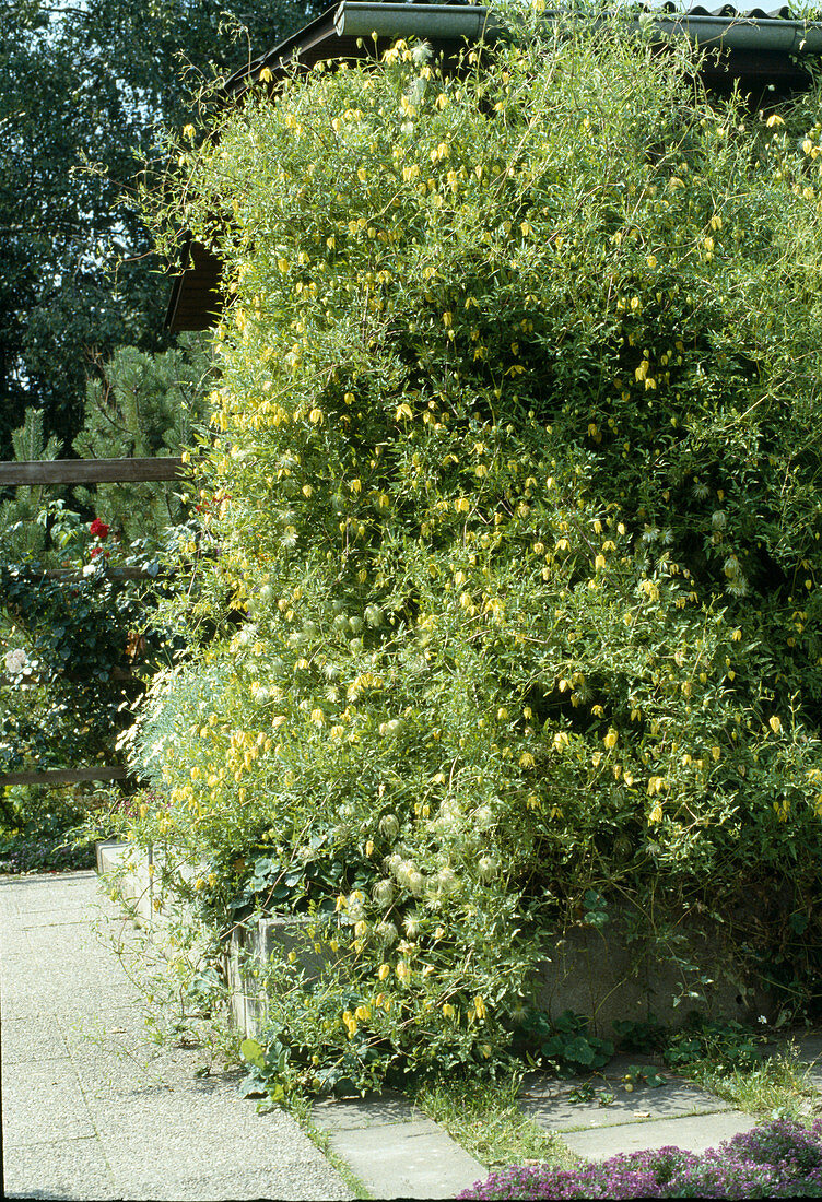 Clematis tangutica