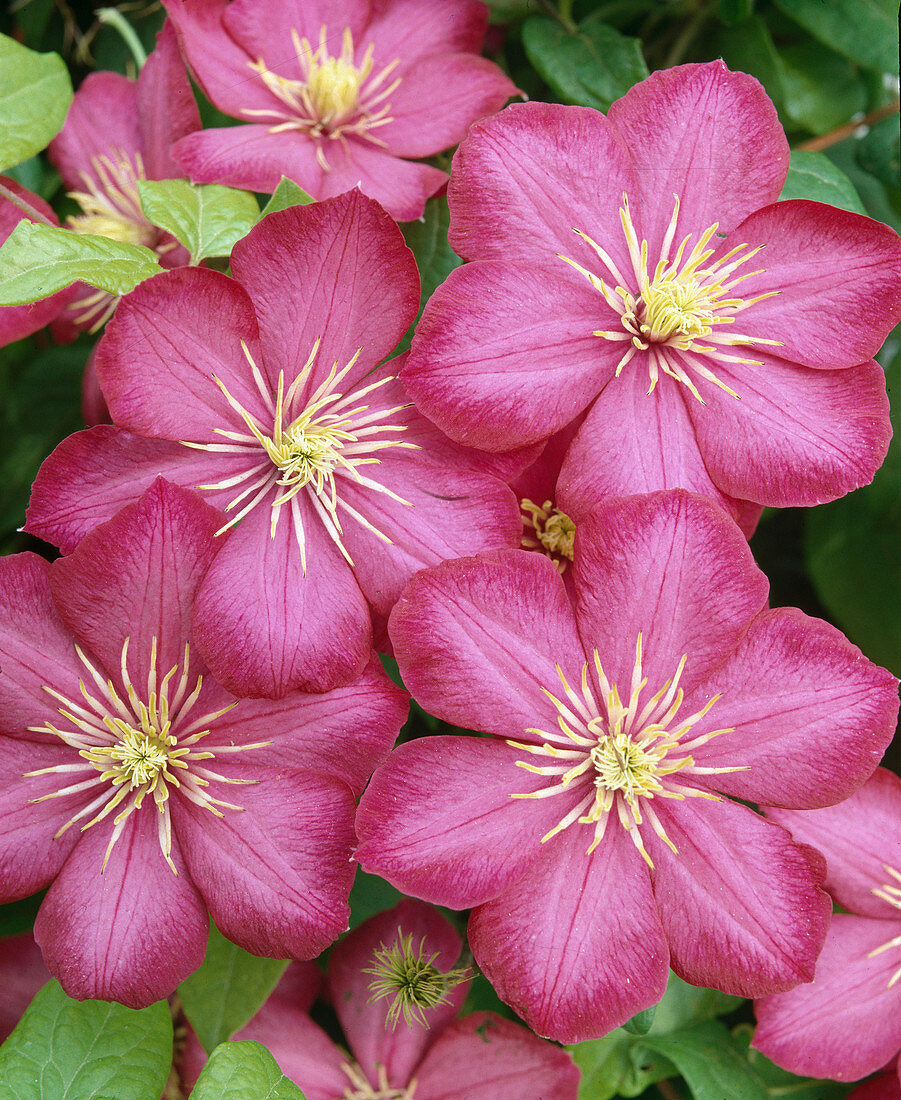 Clematis-Hybride