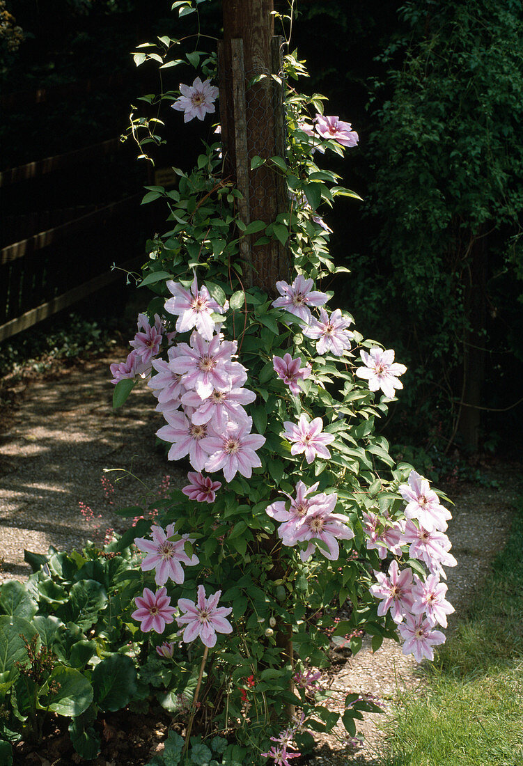 Clematis