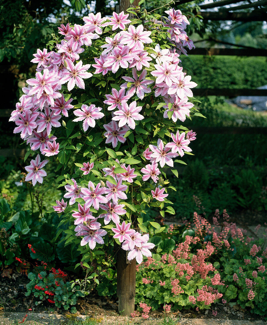 Clematis hybrid