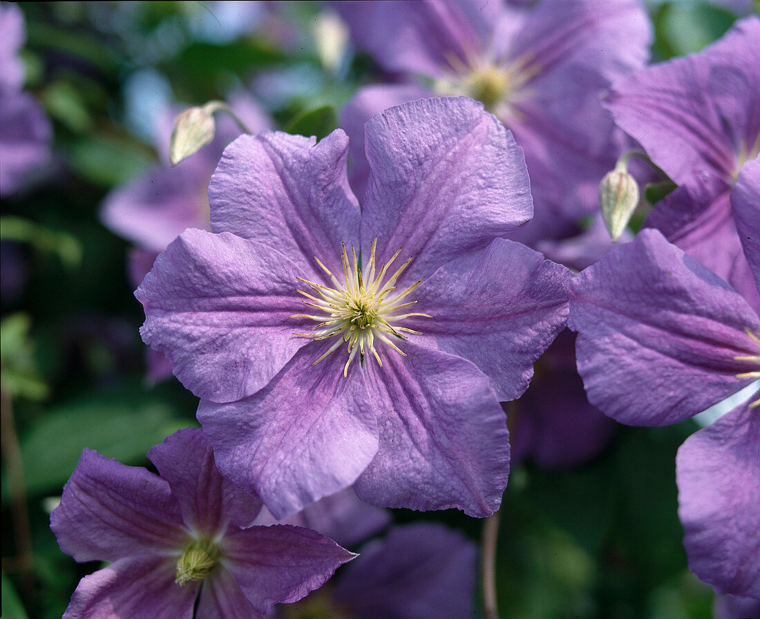 Clematis hybrid