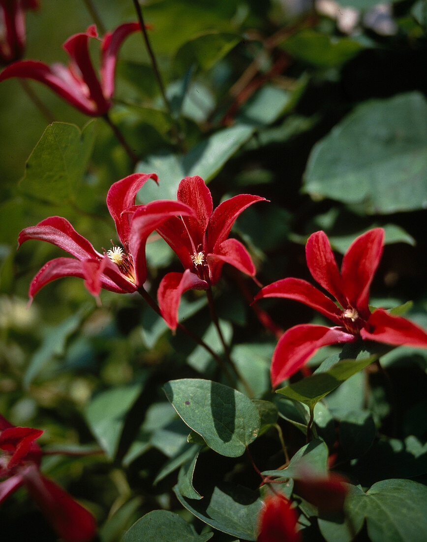 Clematis Texensis hybrids