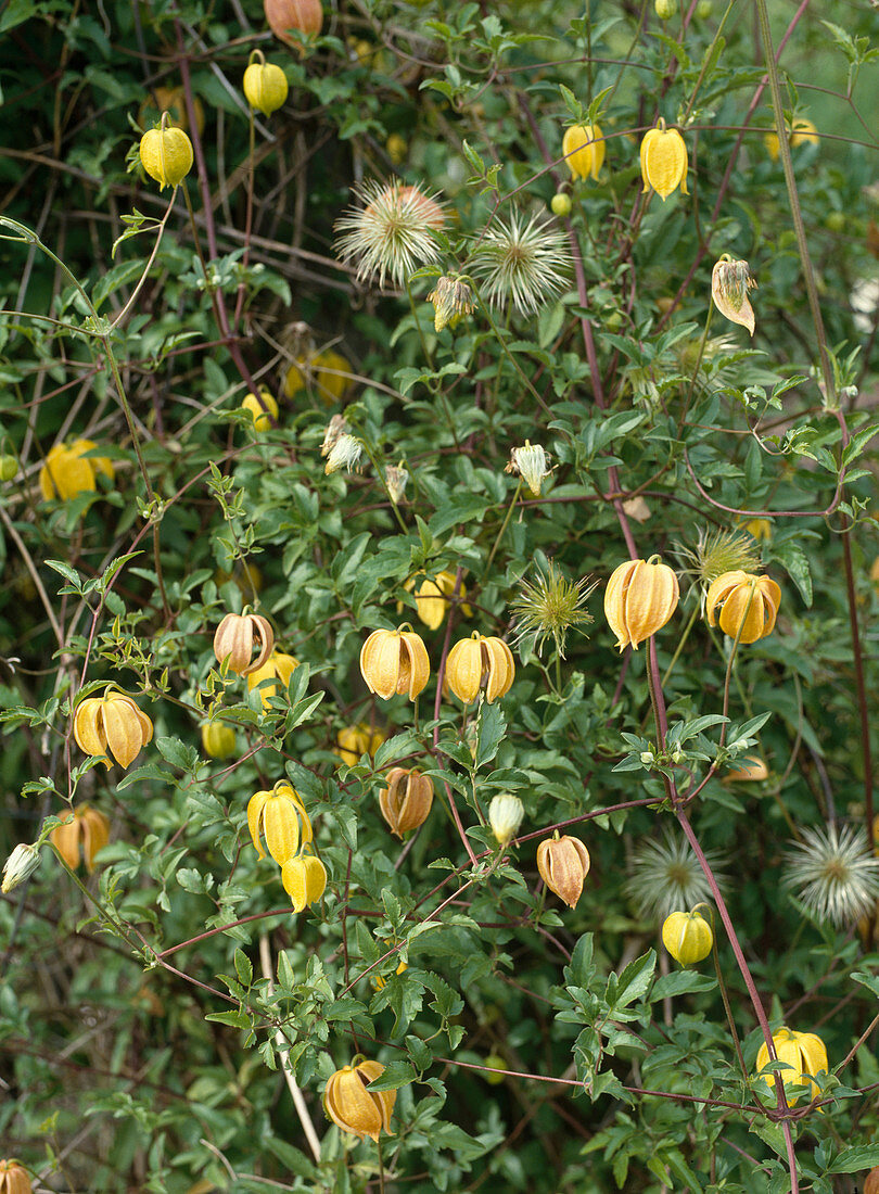 Clematis orientalis 'Orange Peel'