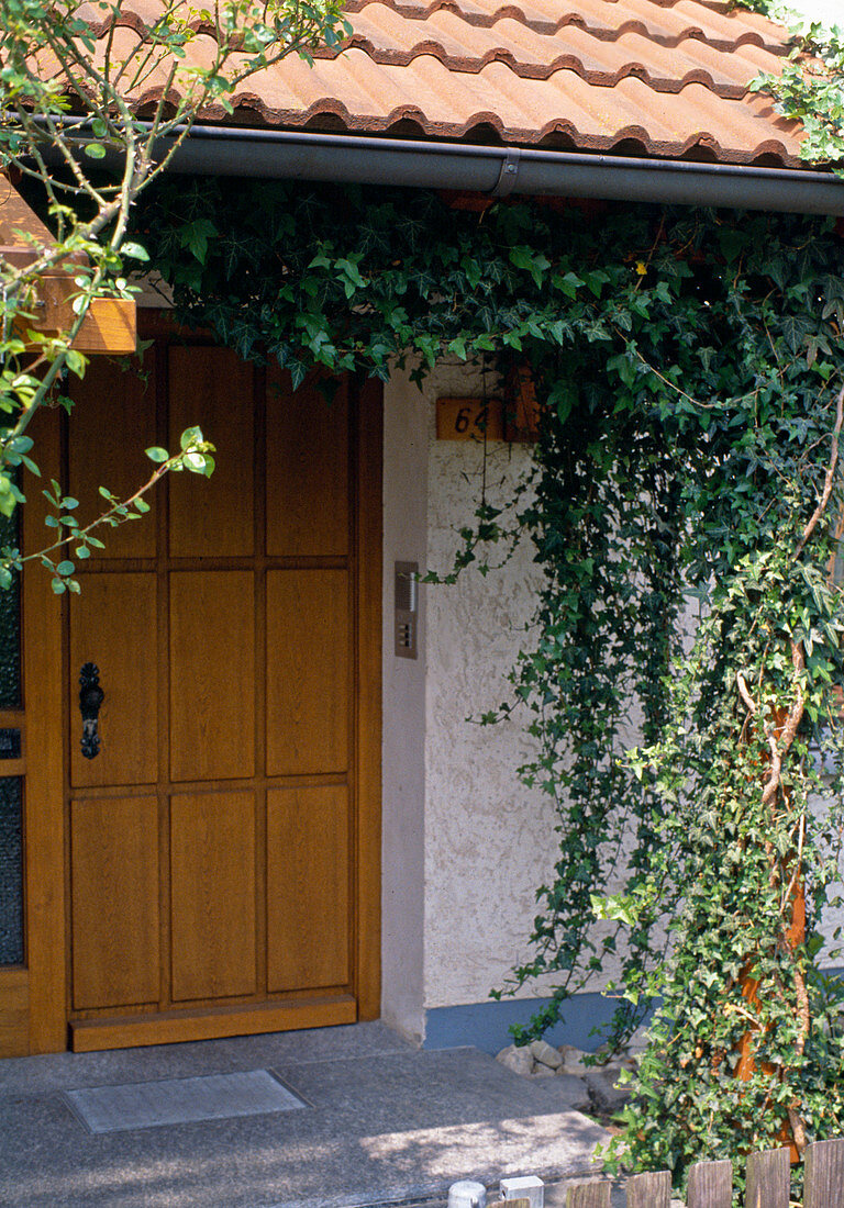 Hedera Helix am Hauseingang