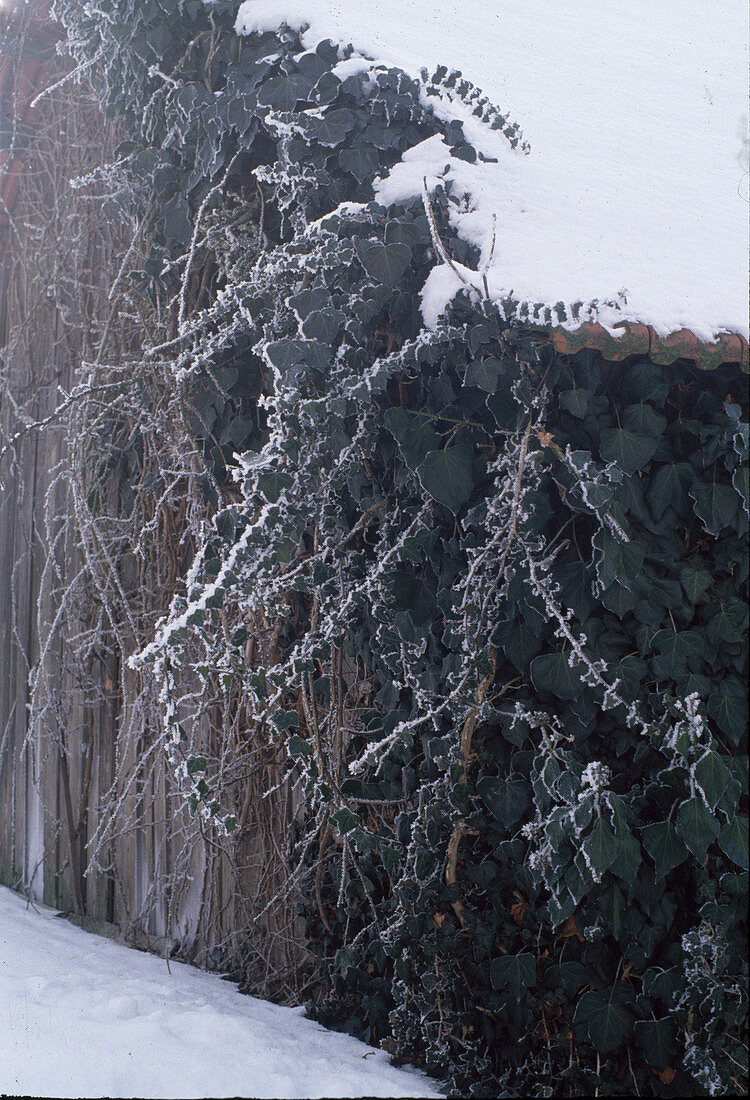 Hedera helix