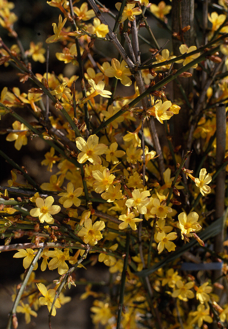 Jasminum NUDIFLORUM