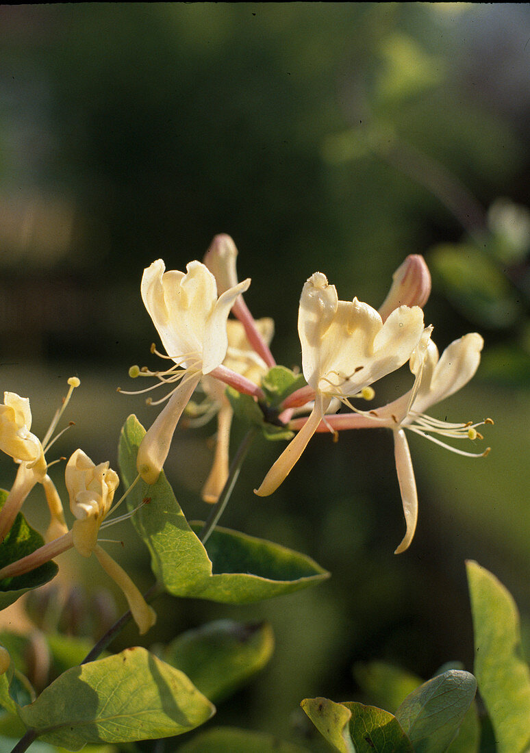 Lonicera caprifolium