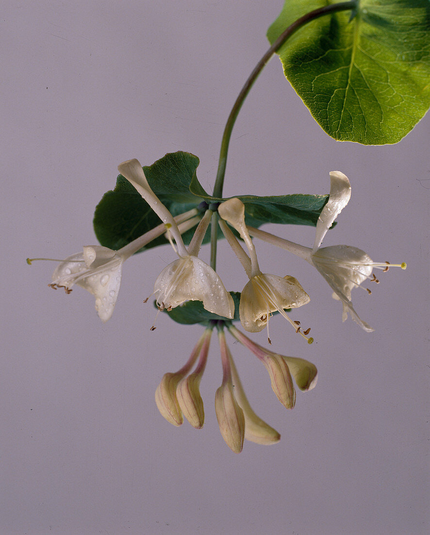 Lonicera caprifolium