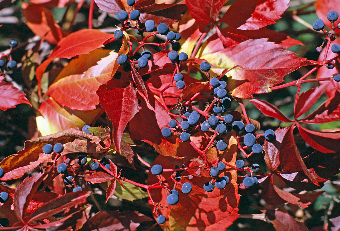 Parthenocissus quinquefolia fruit (wild vine)