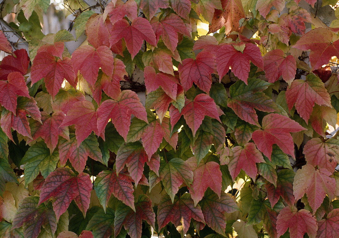 Parthenocissus tricuspidata 'Veitchii'