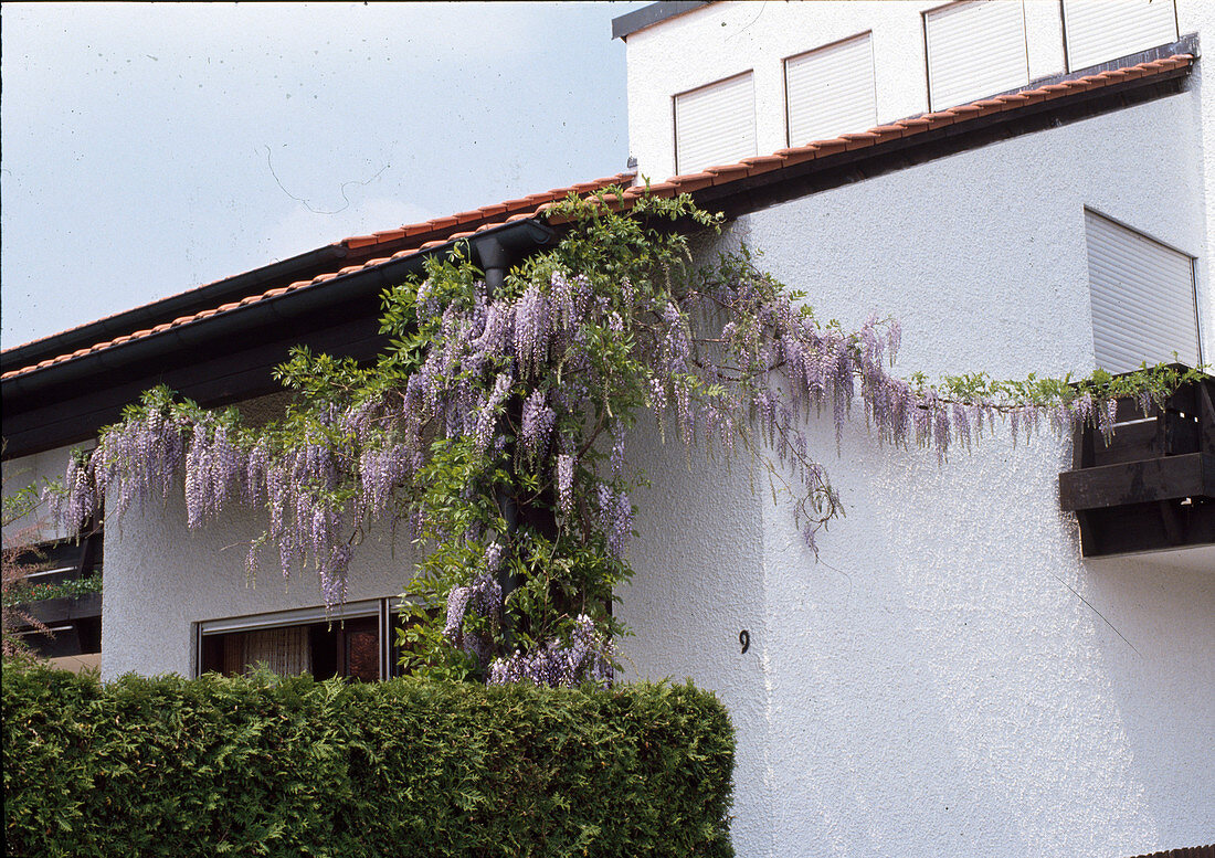 Wisteria sinensis