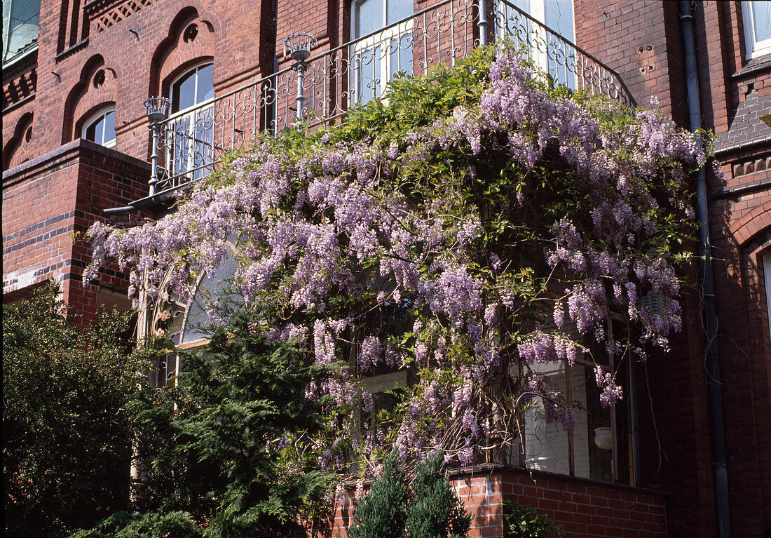 Wisteria sinensis