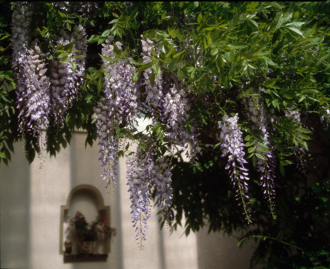 Wisteria sinensis