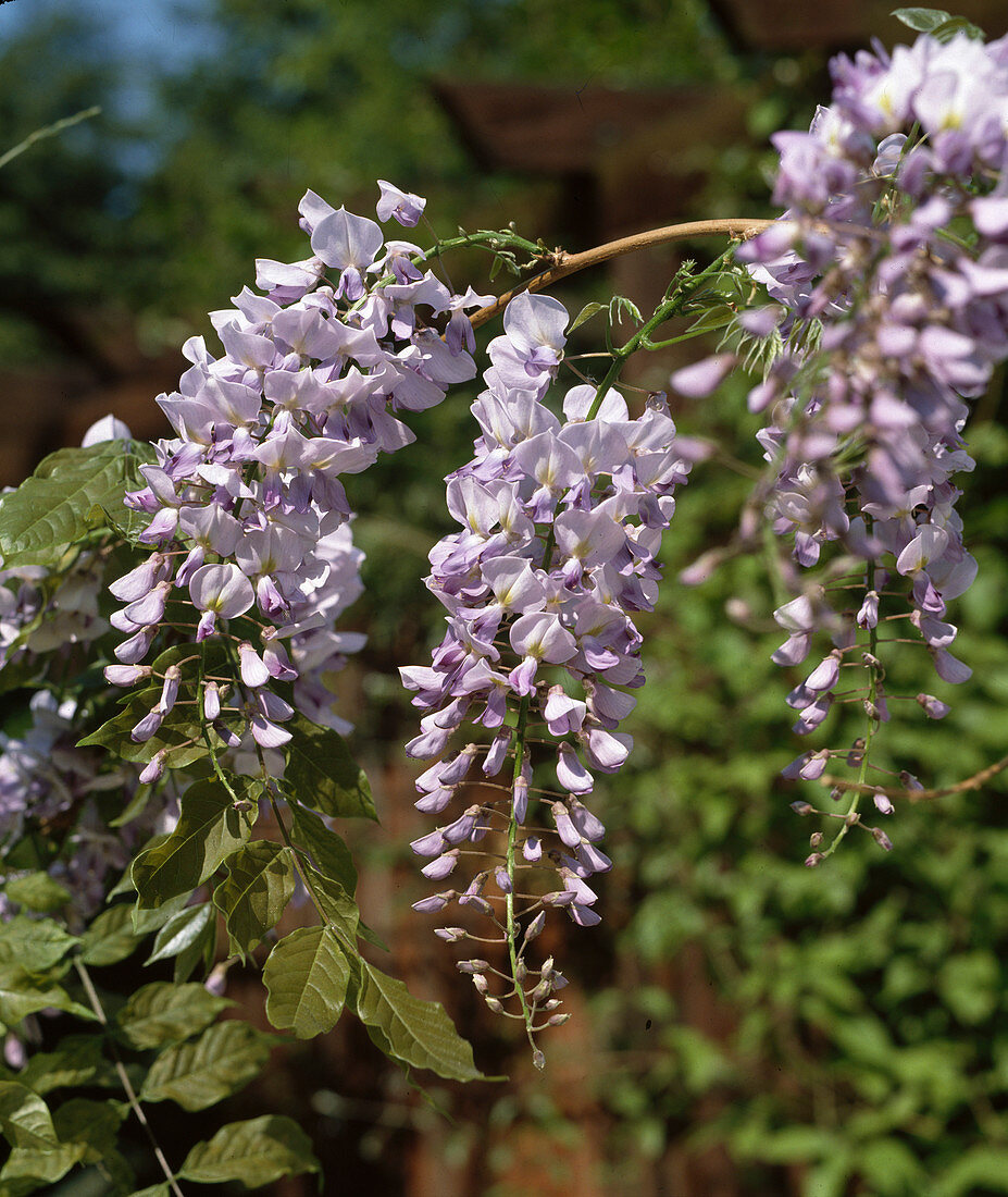 Wisteria sinensis