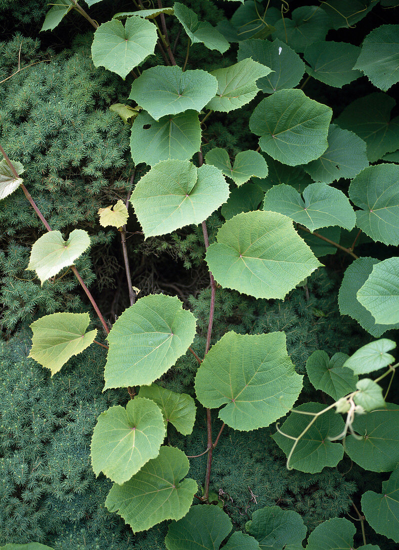 Vitis coignetia