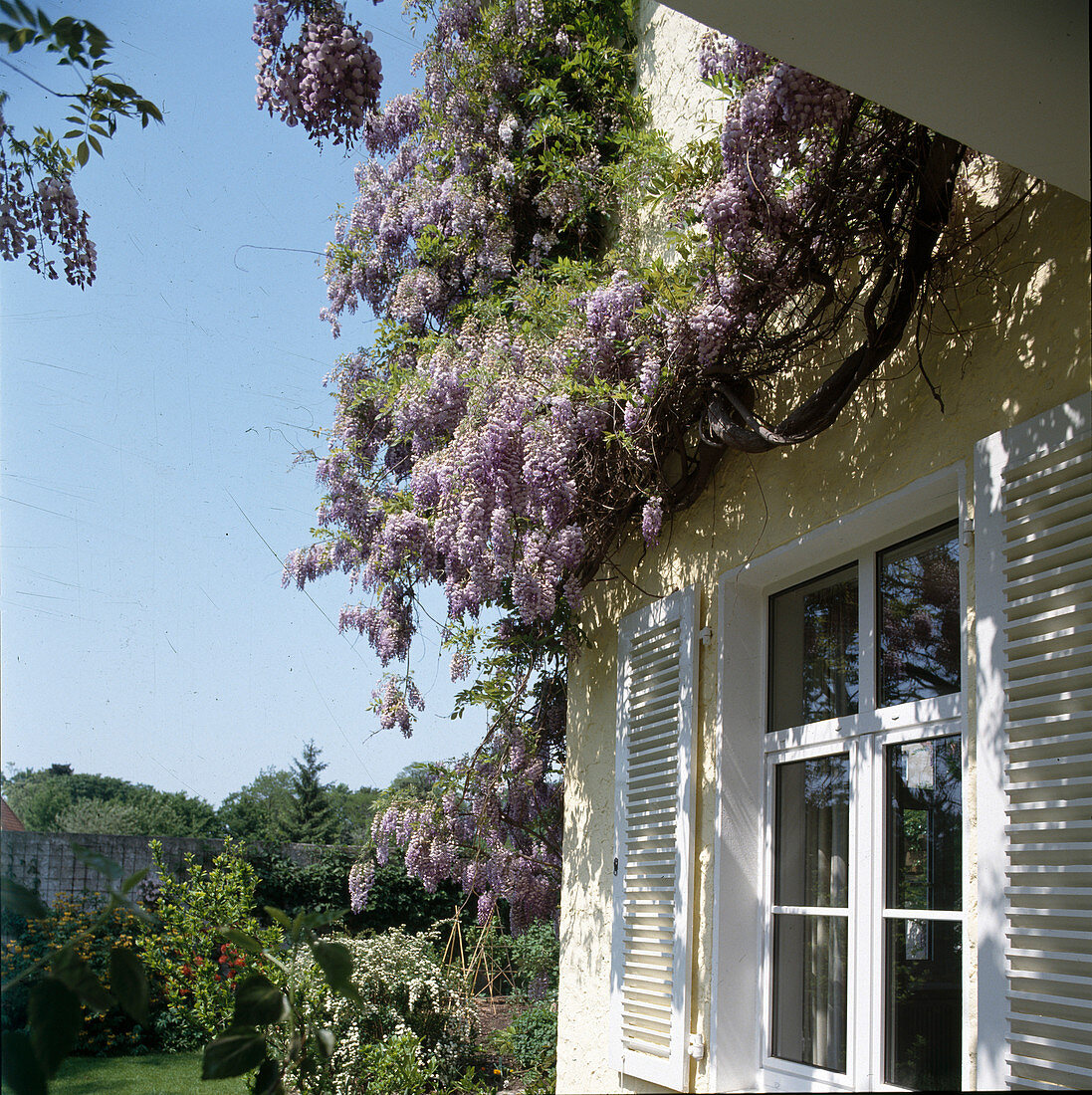 Wisteria sinensis (Blauregen)