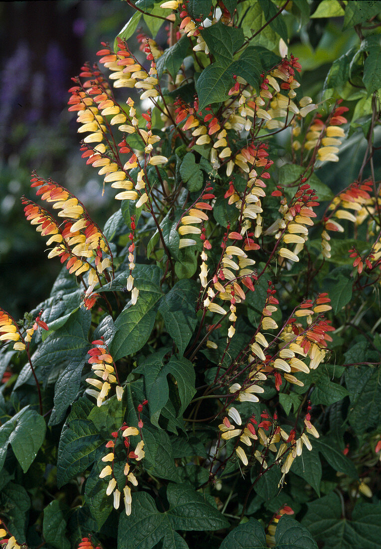 Quamoclit lobata