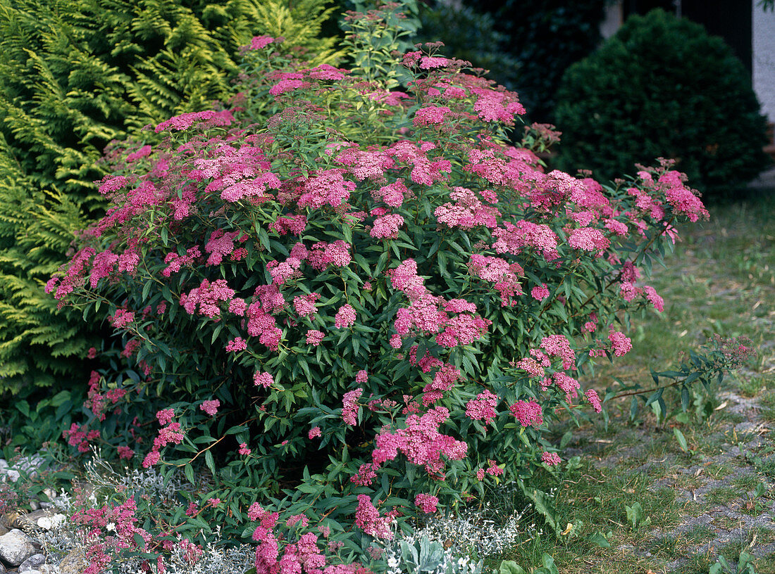 Spiraea X bumalda 'Anthony Waterer'