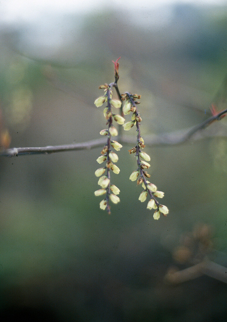 Stachyurus praecox (Schweifähre, Perlschweif)