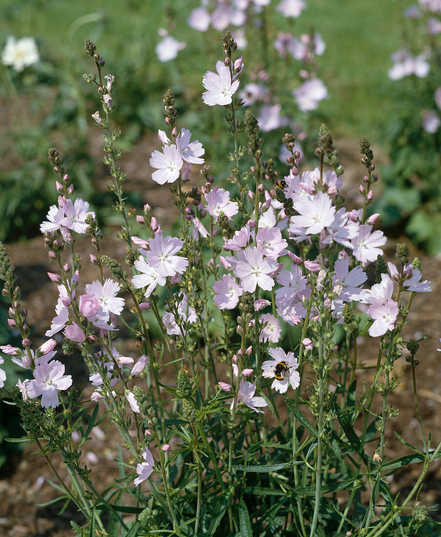 Sidalcea 'Elsie Heugh' (Prairie mallow)