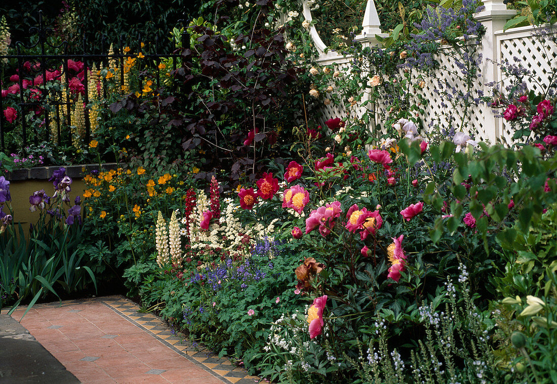 Perennial bed with Paeonia (peonies)