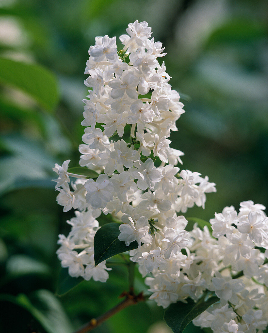 Syringa vulgaris 'Mme. Lemoine'