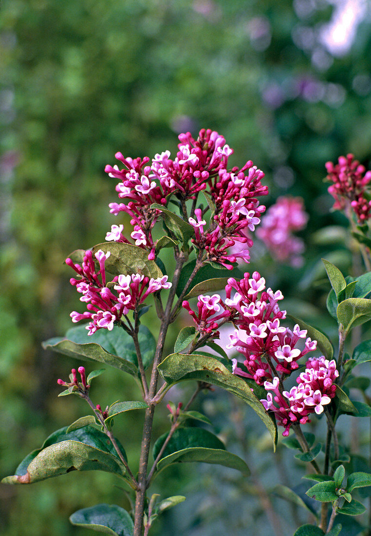 Syringa microphylla 'Superba'