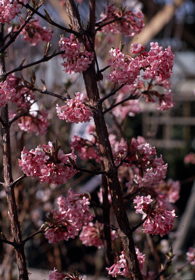 Viburnum bodnantense