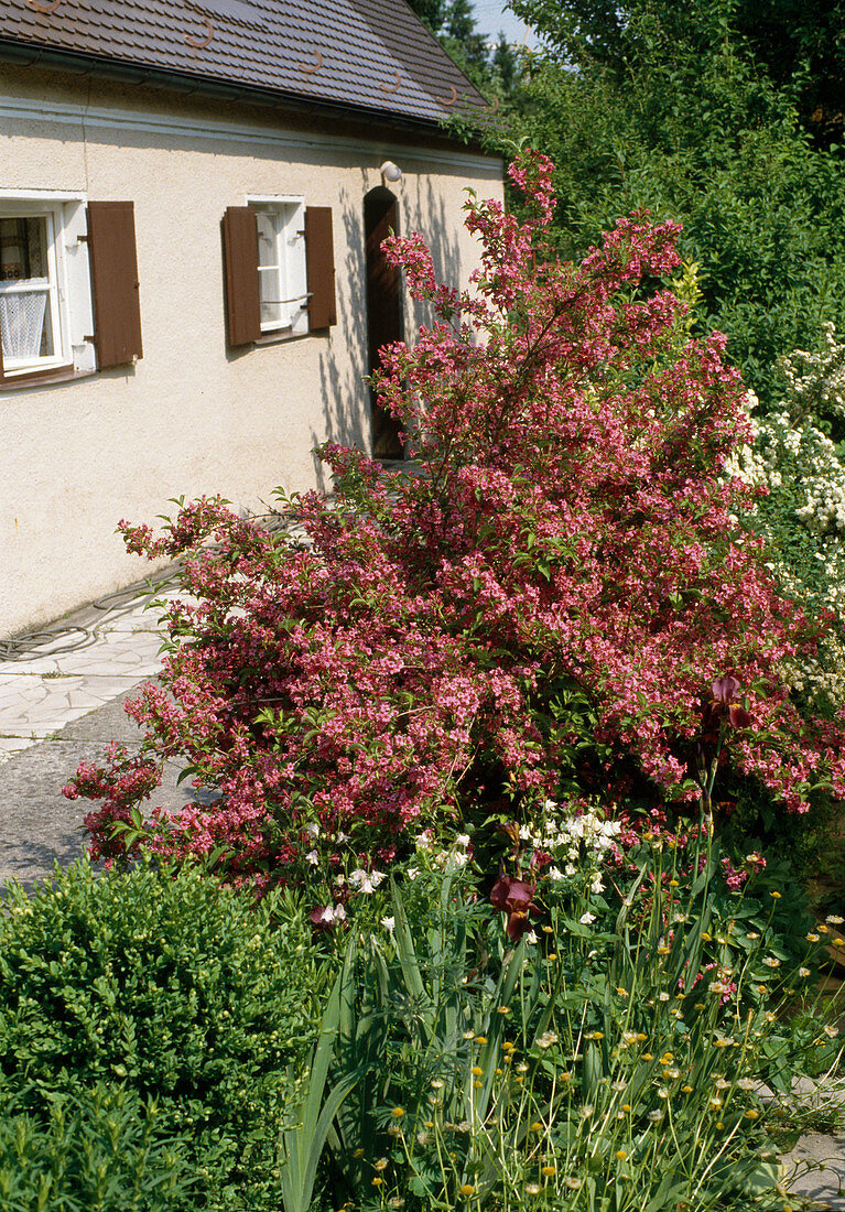 Weigelia florida