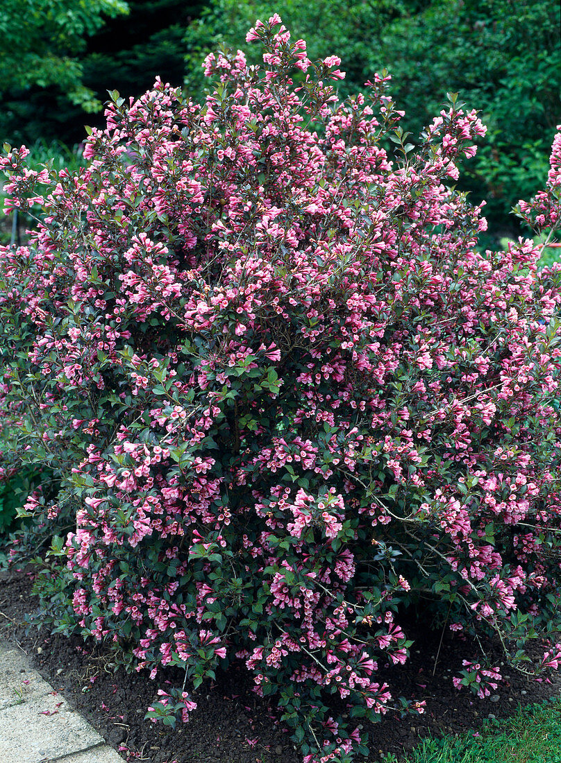 Weigelia florida 'Purpurea' (Dark-leaved Weigelia)